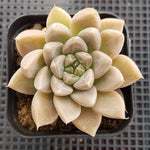 PRESALE Echeveria Tolimanensis, (Random)