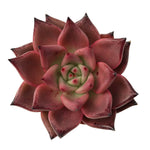 Echeveria Agavoides Romeo