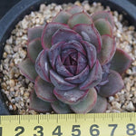 PRESALE Echeveria Black Queen Hybrid, (Random)