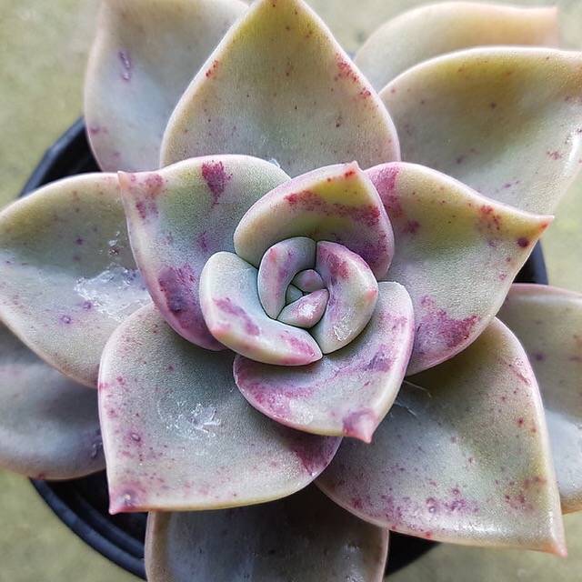 Graptoveria Bainesii, (Random)