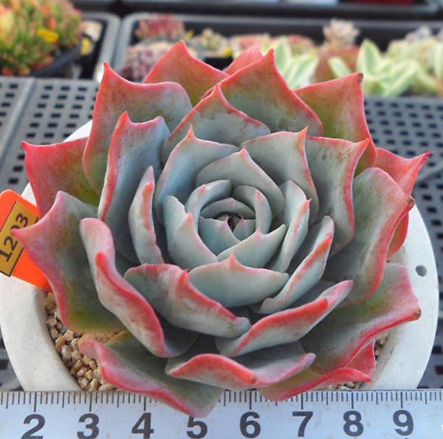 PRESALE Echeveria Lonzanii, (Random)