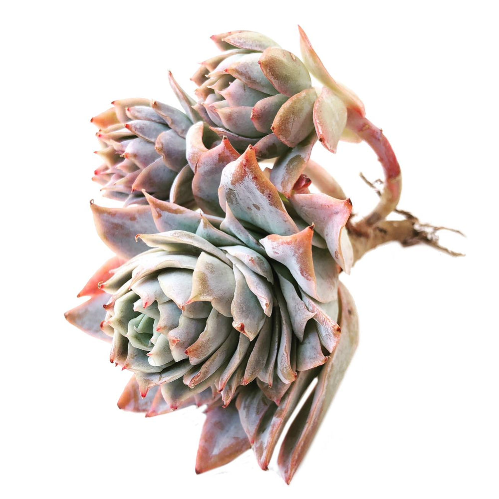 Graptoveria Rose Queen, Triple