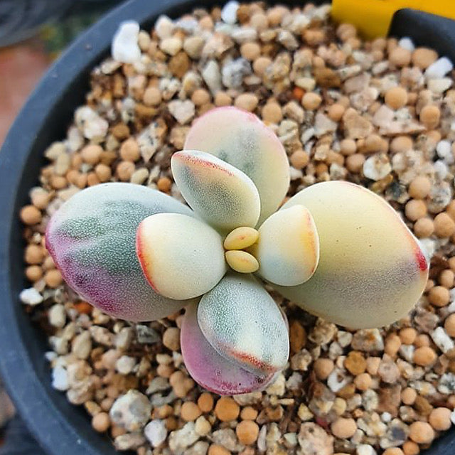 Cotyledon Orbiculata, Variegata