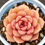 PRESALE Echeveria Pumila Hybrid