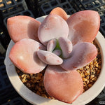 PRESALE Echeveria Raon, (Random)