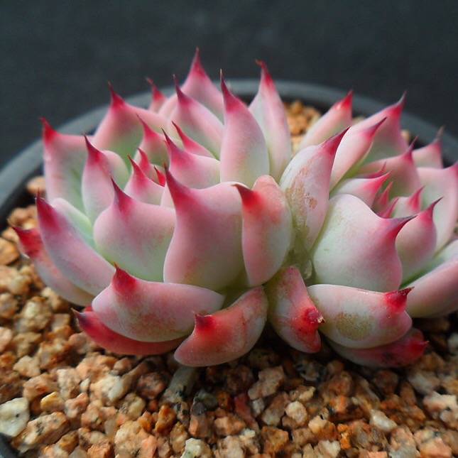 PRESALE Echeveria Chihuahuaensis, Double, (Random)