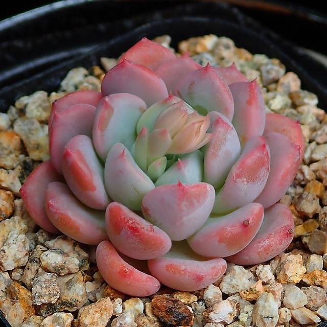 PRESALE Echeveria Lemacho, (Random)