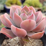 PRESALE Echeveria Sp., (Not so Random)