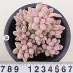 PRESALE Pachyphytum Machucae,Cluster (Not so Random)