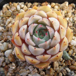 SPECIAL! JUST CART!! PRESALE Echeveria Zaragosa, (Not so Random)