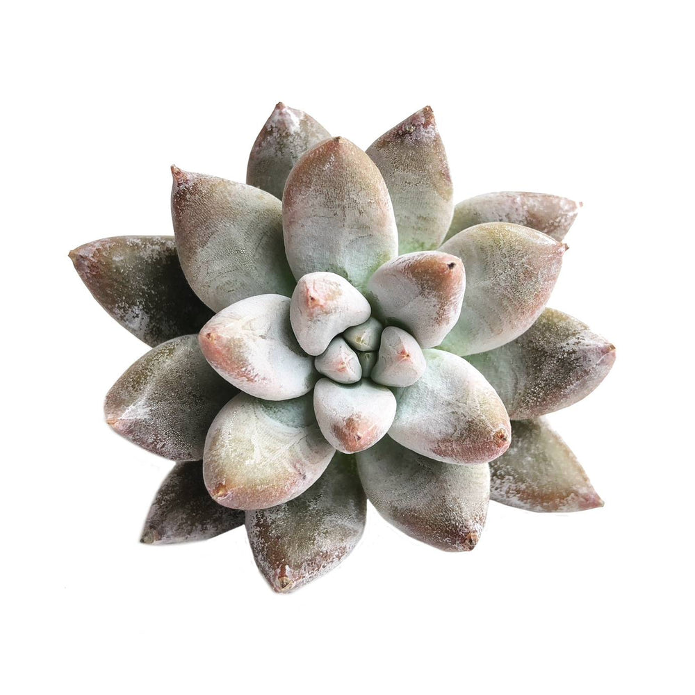 Echeveria Tolimanensis