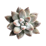 Echeveria Tolimanensis