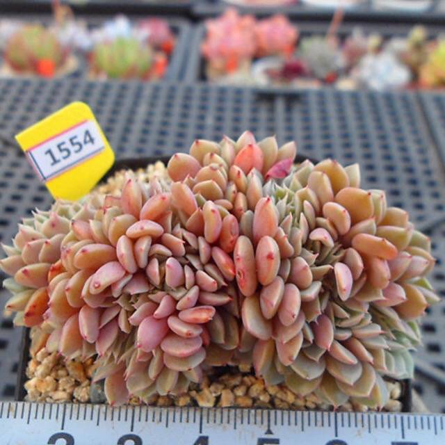 PRESALE Echeveria Tuxpan Cristata, (Not so Random)