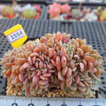 PRESALE Echeveria Tuxpan Cristata, (Not so Random)
