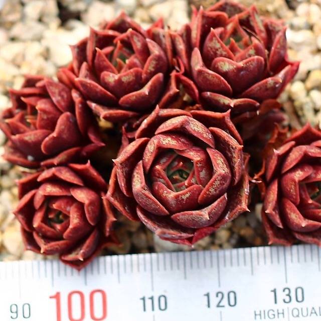 PRESALE Echeveria Longissima Sp.