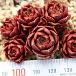 PRESALE Echeveria Longissima Sp.