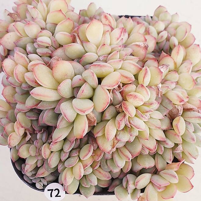 PRESALE Echeveria Brave Cristata, (Random)