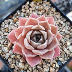 Sale! Echeveria 'Colina'