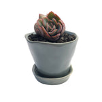 Echeveria Brave, Double