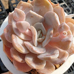 PRESALE Echeveria Grouse, (Random)