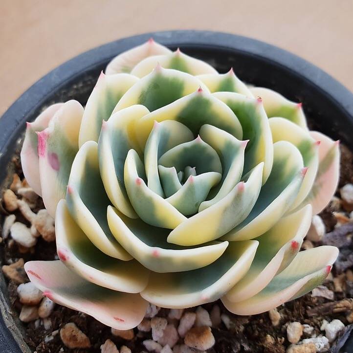 PRESALE Echeveria Lenore Dean, (Random)