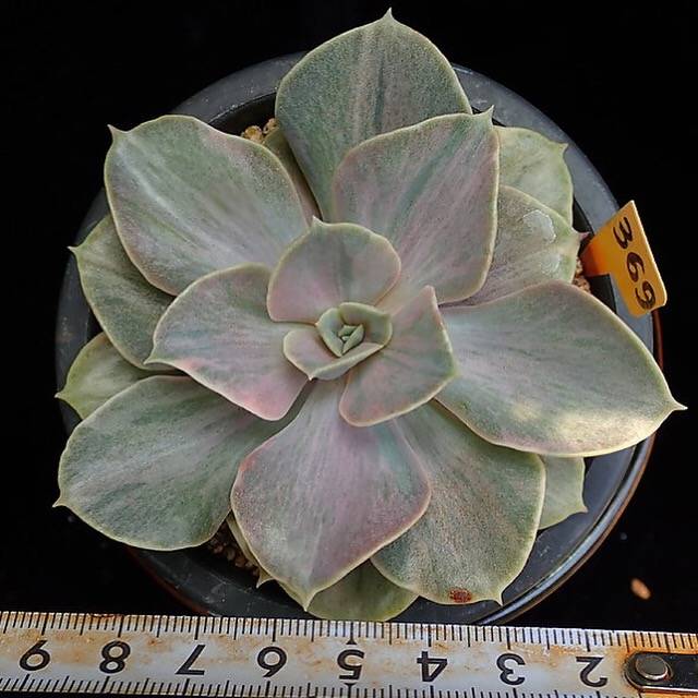 PRESALE Pearle von Nurnberg, Variegata, (Random)