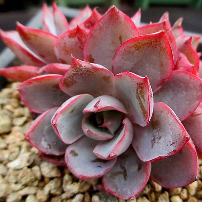 PRESALE Echeveria Hera, (Random)