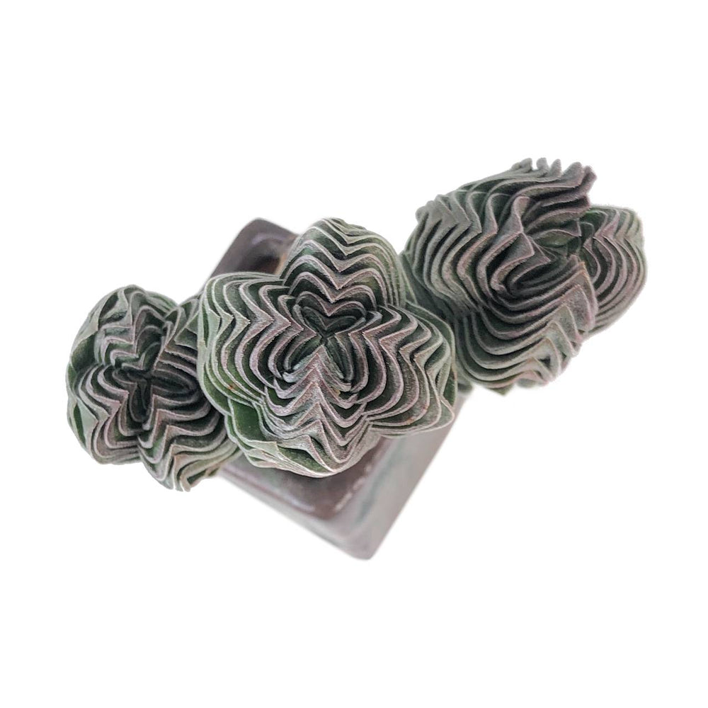 Crassula Buddha Temple, Cluster