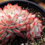 PRESALE Echeveria Esther, Cristata