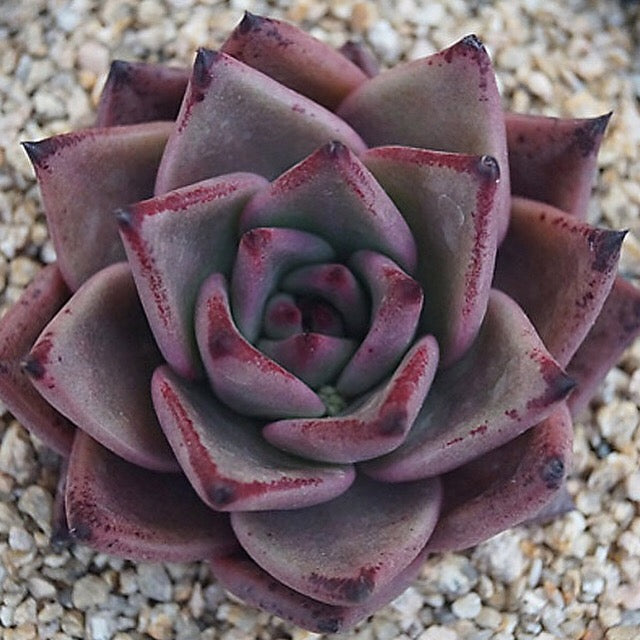 PRESALE Echeveria Agavoides 'Eggplant,' (Random)