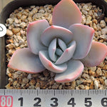 PRESALE Echeveria 'Pearl,' (Not so Random)