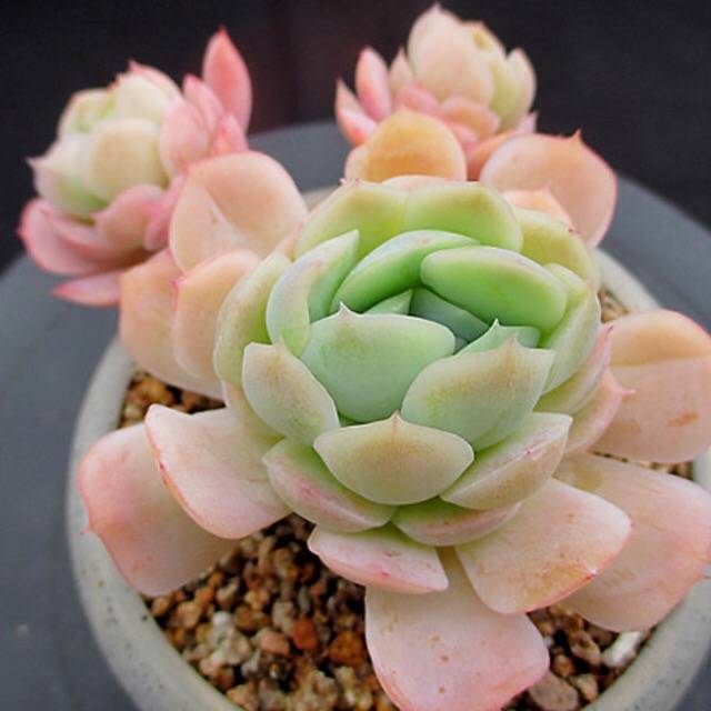 PRESALE Echeveria Lemon Berry, (Not so Random)