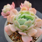PRESALE Echeveria Lemon Berry, (Not so Random)