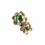 **NOT OUR LAST PLANT, BUT JUST CART :) The GOOD, The BAD and The UGLY SALE! Echeveria Sp.