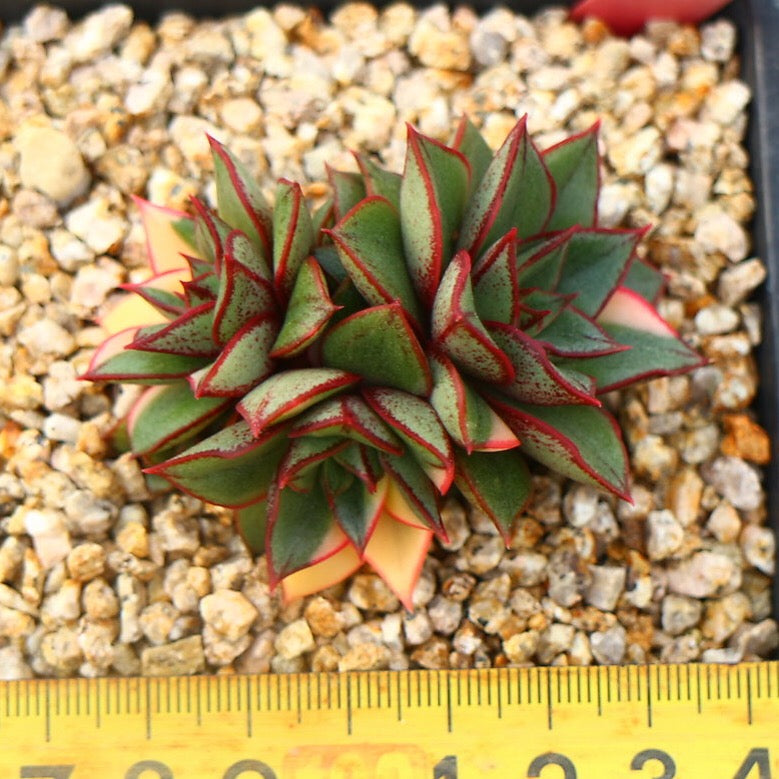 PRESALE Echeveria Monocerotis, Variegata, Triple, (Not so Random)