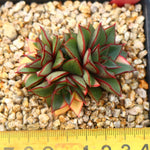PRESALE Echeveria Monocerotis, Variegata, Triple, (Not so Random)