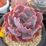 PRESALE Echeveria Shaviana Madre de Sur, (Random)