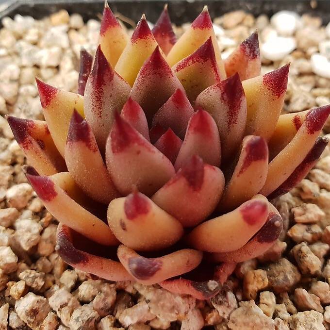 PRESALE Echeveria Agavoides Sirius, (Random)