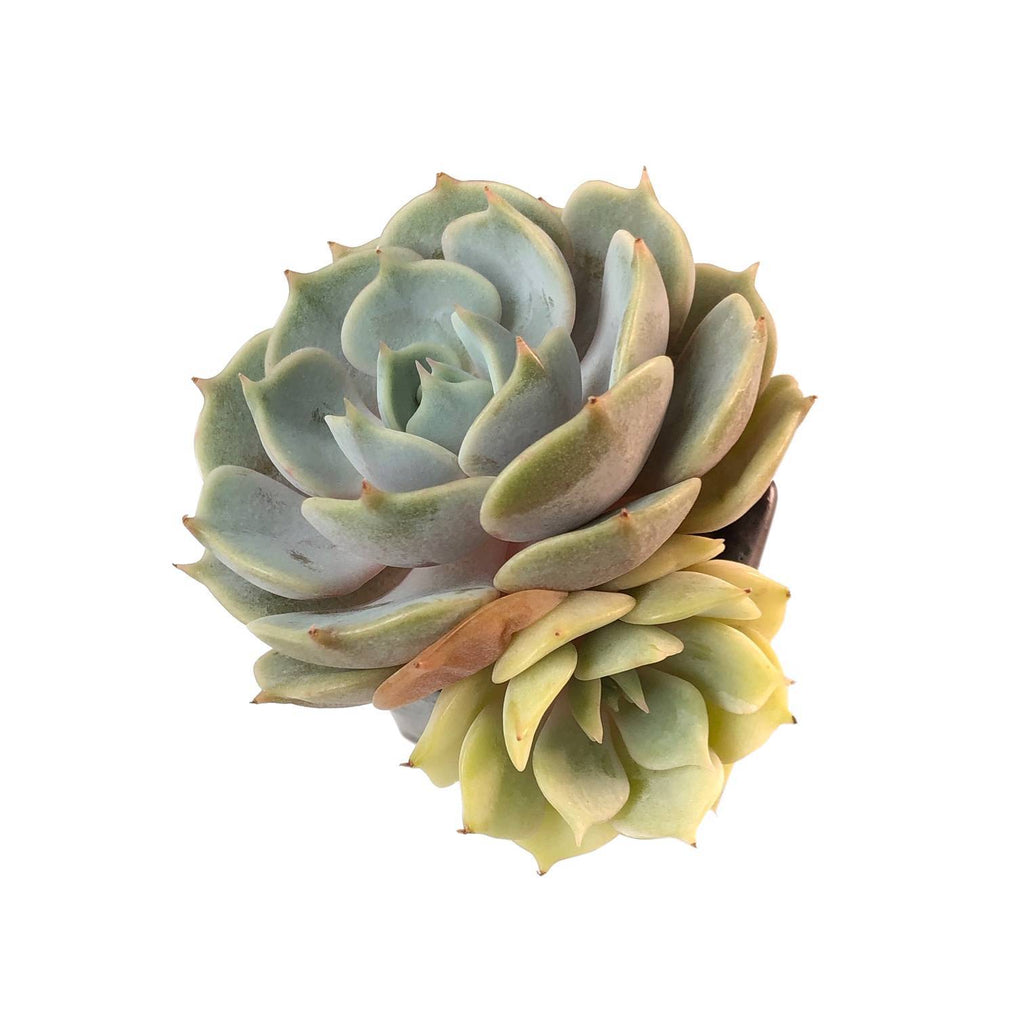 Echeveria Lola, Variegata, (Exact Plant) – Cedar Creek Farmhouse