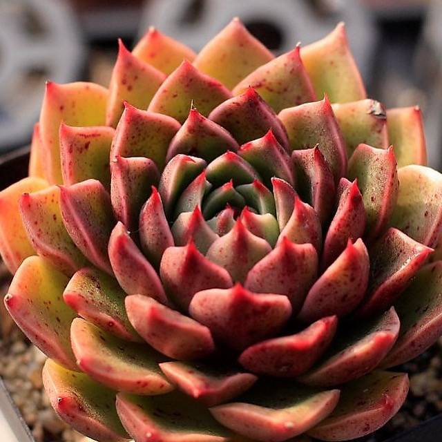 Echeveria Ruldolph