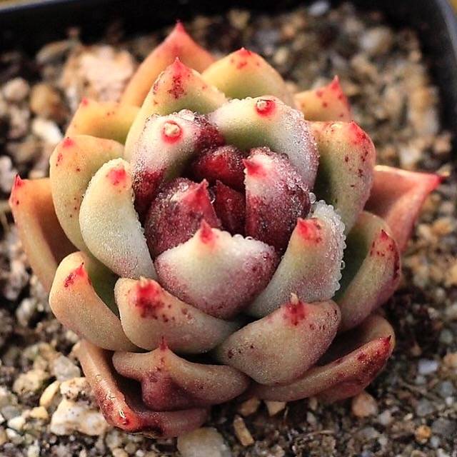 PRESALE Echeveria Black Queen Hybrid