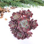 Echeveria Sumatra, Cluster