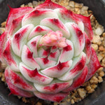 PRESALE Echeveria Chihuahauensis Hybrid, (Not so Random)