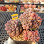 (RESERVED) Echeveria Chrissy n Ryan Mixed Cristata
