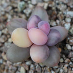 (RESERVED) Pachyphytum Oviferum cv. Momobijin, Variegata (Option 5)