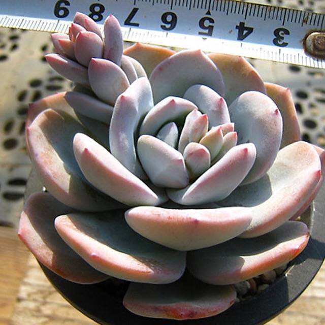 PRESALE Echeveria Cream Tea, (Random)