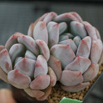 Echeveria Potosina, (Choice Between Single or Double)