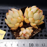 PRESALE Echeveria Lorena, (Random)