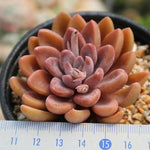 PRESALE Echeveria Sugar Jelly, (Random)