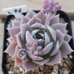 PRESALE Sedum Suaveolens, (Not so Random)